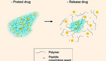 Illustration of the degradable system carrying treatment for hemophilia B. Image credit: University of Texas at Austin.