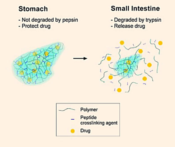 Illustration of the degradable system carrying treatment for hemophilia B. Image credit: University of Texas at Austin.
