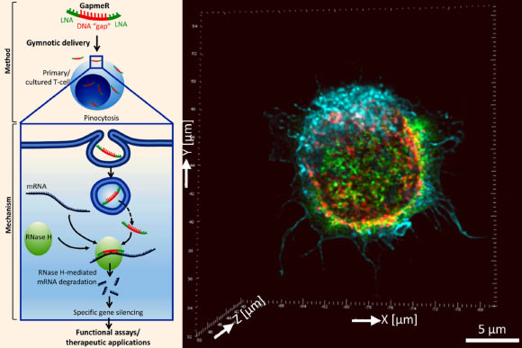 Left: an illustration of GapmeR design, cellular internalization leading to specific gene silencing. Right: super-resolution microscopy of GapmeR co-localization with SNX5 protein -- a member of the sorting nexin family of proteins -- in human T-cells. Image credit: Fazil, M. H. U. T. et al, doi: 10.1038/srep37721.