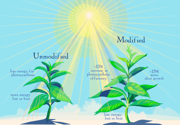 As computer models predicted, genetically modified plants are better able to make use of the limited sunlight available when their leaves go into the shade. Image credit: Julie McMahon.