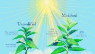 As computer models predicted, genetically modified plants are better able to make use of the limited sunlight available when their leaves go into the shade. Image credit: Julie McMahon.