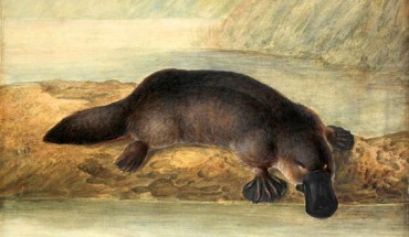 This image is a digital reproduction of a painting by John Lewin of a platypus in 1808.