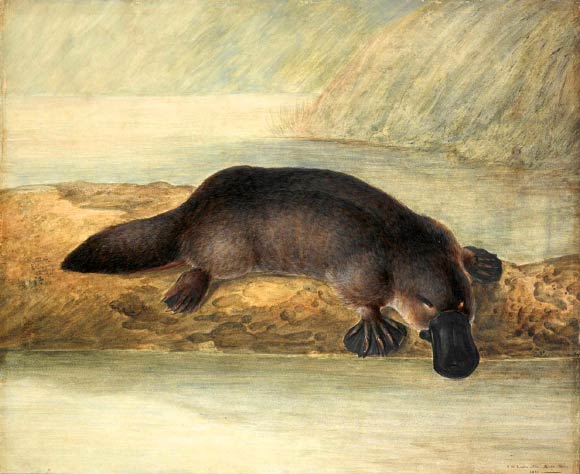 This image is a digital reproduction of a painting by John Lewin of a platypus in 1808.