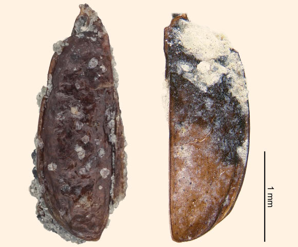 Fossils of the left and right elytra of the Ball’s Antarctic tundra beetle (Antarctotrechus balli): the left elytron, 2.36 mm in length, is designated as the paratype. A small part of the right elytron of the same individual is attached along the suture near the apex. The siltstone matrix is visible along the outer margin near the apex. The small rhomb-shaped crystals on the surface are authigenic calcite; the right elytron is designated as the holotype; the elytron is 2.40 mm in length; the base is deformed by a crack and concealed by sediment grains; a small part of the left elytron of the same individual is still attached along the suture near the base. Image credit: A.C. Ashworth / T.L. Erwin.