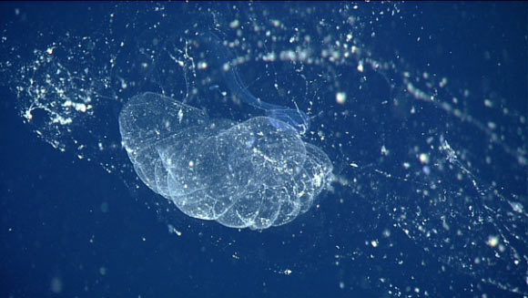 Bathochordaeus charon and its ‘house’ in Monterey Bay: giant larvaceans use their oikoplastic cells to secrete complex filters or ‘houses’ that allow them to concentrate and feed on particles; a ‘house’ consists of a large, diaphanous outer structure as well as a smaller, more convoluted and bi-lobed inner structure that functions as a filter; together these serve to concentrate appropriately-sized food particles from the surrounding water; in situ, larvaceans in the genus Bathochordaeus are often visible from several meters away because their houses may span a meter in longest dimension. Image credit: MBARI.