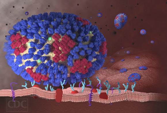 This image illustrates the beginning stages of an influenza infection and shows what happens after the influenza viruses enter the human body. Image credit: Centers for Disease Control and Prevention.