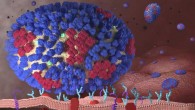 This image illustrates the beginning stages of an influenza infection and shows what happens after the influenza viruses enter the human body. Image credit: Centers for Disease Control and Prevention.