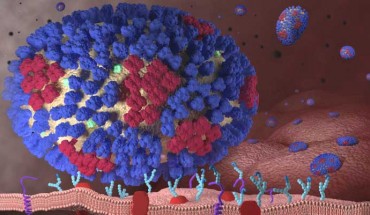 This image illustrates the beginning stages of an influenza infection and shows what happens after the influenza viruses enter the human body. Image credit: Centers for Disease Control and Prevention.