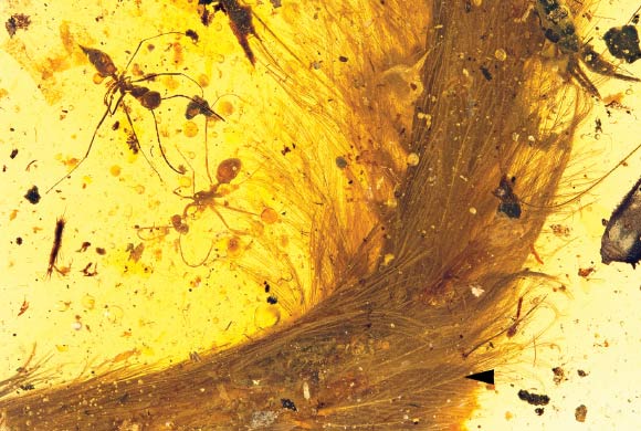 The feathered tail of a coelurosaur preserved in mid-Cretaceous amber from Kachin State, Myanmar. Image credit: Lida Xing et al, doi: 10.1016/j.cub.2016.10.008.