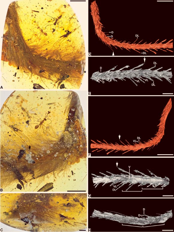 Photomicrographs and CT reconstructions of the specimen: (A) dorsolateral overview; (B) ventrolateral overview with decay products (bubbles in foreground, staining to lower right); (C) caudal exposure of tail showing darker dorsal plumage (top), milky amber, and exposed carbon film around vertebrae (center); (D–H) reconstructions focusing on dorsolateral, detailed dorsal, ventrolateral, detailed ventral, and detailed lateral aspects of tail, respectively. Arrowheads in (A) and (D) mark rachis. Asterisks in (A) and (C) indicate carbonized film (soft tissue) exposure. Arrows in (B) and (E)-(G) indicate shared landmark, plus bubbles exaggerating rachis dimensions; brackets in (G) and (H) delineate two vertebrae with clear transverse expansion and curvature of tail at articulation. Abbreviations for feather rachises: d - dorsal; dl - dorsalmost lateral; vl - ventralmost lateral; v - ventral. Scale bars - 5 mm in (A), (B), (D), and (F) and 2 mm in (C), (E), (G), and (H). Image credit: Lida Xing et al, doi: 10.1016/j.cub.2016.10.008.
