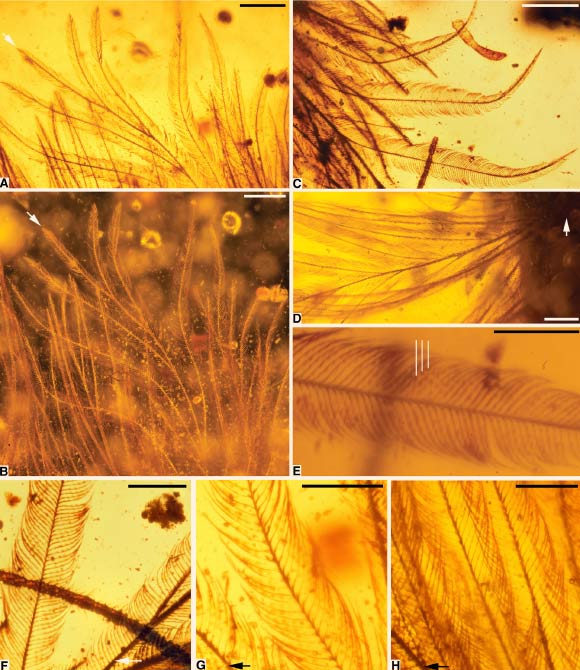 Photomicrographs of coelurosaur feathers: (A) pale ventral feather in transmitted light (arrow indicates rachis apex); (B) dark-field image of (A), highlighting structure and visible color; (C) dark dorsal feather in transmitted light, apex toward bottom of image; (D) base of ventral feather (arrow) with weakly developed rachis; (E) pigment distribution and microstructure of barbules in (C), with white lines pointing to pigmented regions of barbules; (F–H) barbule structure variation and pigmentation, among barbs, and ‘rachis’ with rachidial barbules (near arrows); images from apical, mid-feather, and basal positions respectively. Scale bars - 1 mm in (A), 0.5 mm in (B)–(E), and 0.25 mm in (F)-(H). Image credit: Lida Xing et al, doi: 10.1016/j.cub.2016.10.008.