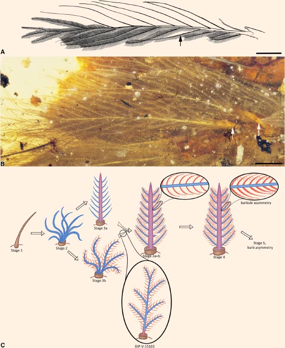Structural overview and feather evolutionary-developmental model fit: (A and B) overview of largest and most planar feather on tail (dorsal series, anterior end), with matching interpretive diagram of barbs and barbules; barbules are omitted on upper side and on one barb section (near black arrow) to show rachidial barbules and structure; white arrow indicates follicle; (C) evolutionary-developmental model and placement of new amber specimen; brown denotes calamus, blue denotes barb ramus, red denotes barbule, and purple denotes rachis. Scale bars - 1 mm in (A) and (B). Image credit: Lida Xing et al, doi: 10.1016/j.cub.2016.10.008.