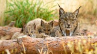 The Iberian lynx (Lynx pardinus): a female lynx with two cubs. Image credit: Centre for Genomic Regulation, Barcelona Institute of Science and Technology.
