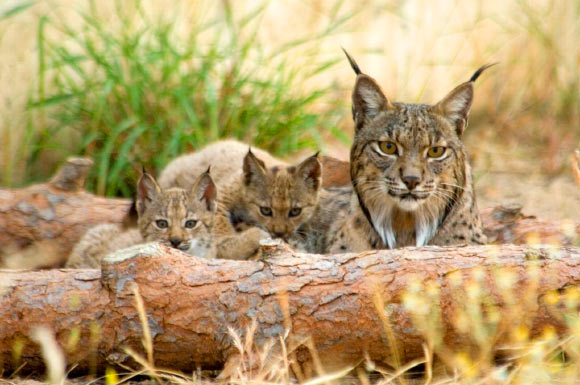 The Iberian lynx (Lynx pardinus): a female lynx with two cubs. Image credit: Centre for Genomic Regulation, Barcelona Institute of Science and Technology.