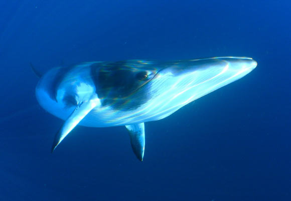 Minke whale. Image credit: Len Joh / CC BY-ND 2.0.