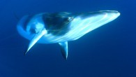 Minke whale. Image credit: Len Joh / CC BY-ND 2.0.