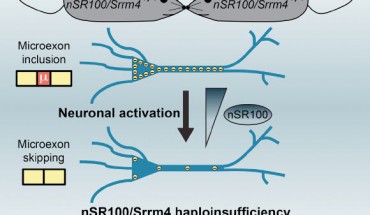 Mathieu Quesnel-Vallières et al induced autistic-like behavior in mice by lowering the levels of nSR100 protein, which is important for normal brain development. Image credit: Mathieu Quesnel-Vallières et al, doi: 10.1016/j.molcel.2016.11.033.