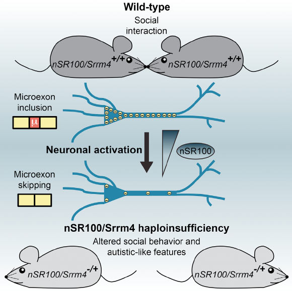 Mathieu Quesnel-Vallières et al induced autistic-like behavior in mice by lowering the levels of nSR100 protein, which is important for normal brain development. Image credit: Mathieu Quesnel-Vallières et al, doi: 10.1016/j.molcel.2016.11.033.