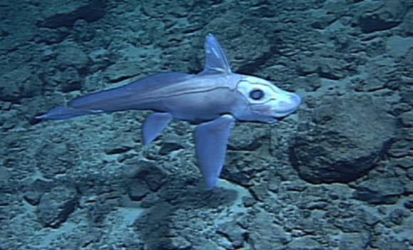 This pointy-nosed blue chimaera (Hydrolagus trolli) was videotaped by MBARI’s remotely operated vehicle Tiburon near Hawaii at a depth of 5,384 feet (1,641 m). Image credit: Amber N. Reichert et al, doi: 10.1186/s41200-016-0095-5.