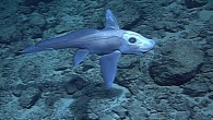 This pointy-nosed blue chimaera (Hydrolagus trolli) was videotaped by MBARI’s remotely operated vehicle Tiburon near Hawaii at a depth of 5,384 feet (1,641 m). Image credit: Amber N. Reichert et al, doi: 10.1186/s41200-016-0095-5.