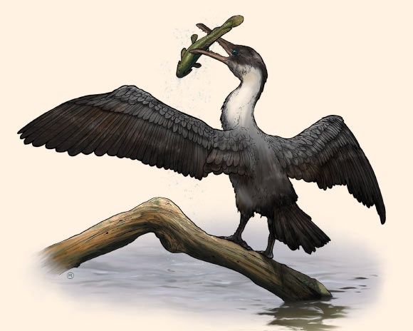 An artist’s rendering of Tingmiatornis arctica. Image credit: Michael Osadciw, University of Rochester.