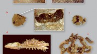 Exceptionally preserved archaeobotanical remains from the Takarkori rock shelter, Tadrart Acacus, Libya, dating from 7500 to 4200 BC: a - inflorescence of Typha (Late Acacus 3, c. 6800 BC); b - syconium of Ficus sp. (Late Acacus 2, 7500 BC); c - galbulus of Cupressus (Middle Pastoral 2); d - spikelet of Tragus (Middle Pastoral 2, 4200 BC); e - legumes of Cassia (Early Pastoral 1, 6350 BC); f - fruit of Balanites aegyptica (Late Acacus 3, 6800 BC); g - spikelet of Dactyloctenium aegyptium and a detailed image of the grain (Middle Pastoral 2, 4200 BC). Image credit: Julie Dunne et al, doi: 10.1038/nplants.2016.194.