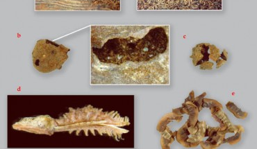 Exceptionally preserved archaeobotanical remains from the Takarkori rock shelter, Tadrart Acacus, Libya, dating from 7500 to 4200 BC: a - inflorescence of Typha (Late Acacus 3, c. 6800 BC); b - syconium of Ficus sp. (Late Acacus 2, 7500 BC); c - galbulus of Cupressus (Middle Pastoral 2); d - spikelet of Tragus (Middle Pastoral 2, 4200 BC); e - legumes of Cassia (Early Pastoral 1, 6350 BC); f - fruit of Balanites aegyptica (Late Acacus 3, 6800 BC); g - spikelet of Dactyloctenium aegyptium and a detailed image of the grain (Middle Pastoral 2, 4200 BC). Image credit: Julie Dunne et al, doi: 10.1038/nplants.2016.194.