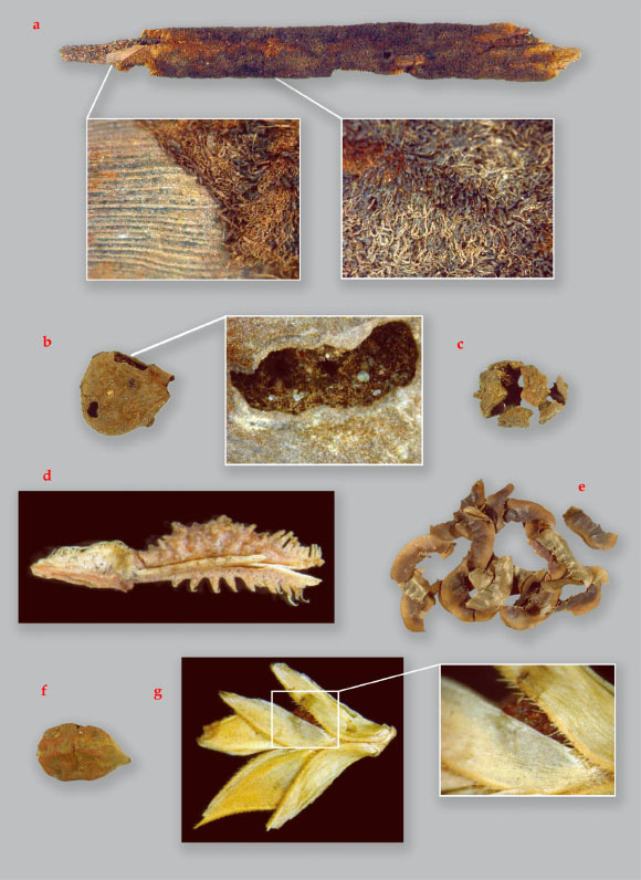 Exceptionally preserved archaeobotanical remains from the Takarkori rock shelter, Tadrart Acacus, Libya, dating from 7500 to 4200 BC: a - inflorescence of Typha (Late Acacus 3, c. 6800 BC); b - syconium of Ficus sp. (Late Acacus 2, 7500 BC); c - galbulus of Cupressus (Middle Pastoral 2); d - spikelet of Tragus (Middle Pastoral 2, 4200 BC); e - legumes of Cassia (Early Pastoral 1, 6350 BC); f - fruit of Balanites aegyptica (Late Acacus 3, 6800 BC); g - spikelet of Dactyloctenium aegyptium and a detailed image of the grain (Middle Pastoral 2, 4200 BC). Image credit: Julie Dunne et al, doi: 10.1038/nplants.2016.194.