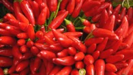 Capsaicin is found in Capsicum peppers. Image credit: Hans Braxmeier.