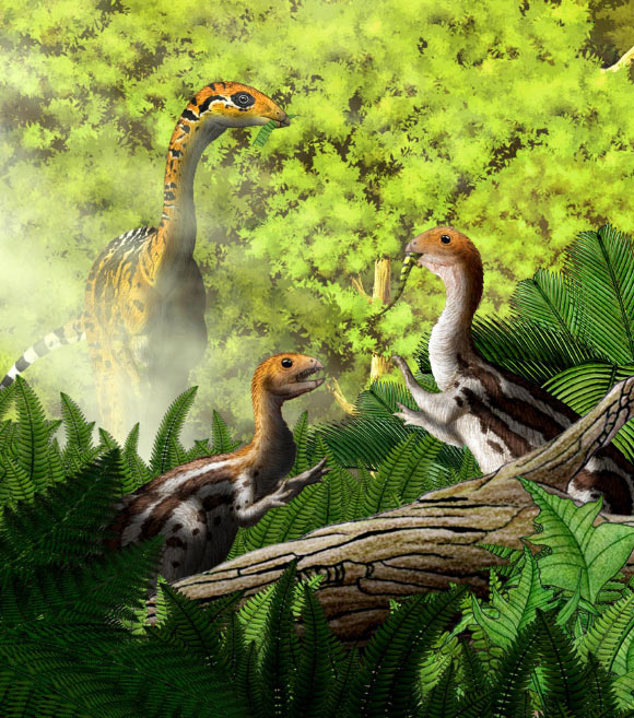Limusaurus inextricabilis is the only known reptile to lose its teeth and form a beak after birth. Image credit: Yu Chen.