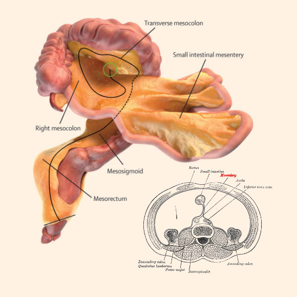 Digital representation of the small and large intestines and associated mesentery. Image credit: J Calvin Coffey / D Peter O’Leary / Henry Vandyke Carter.