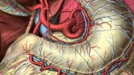 An anatomical illustration from Sobotta’s Human Anatomy, 1908.