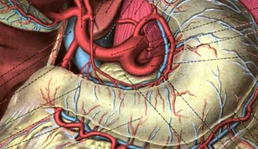 An anatomical illustration from Sobotta’s Human Anatomy, 1908.