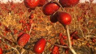 ‘Junzao’ jujube in Xinjiang, China. Image credit: Xingang Li.