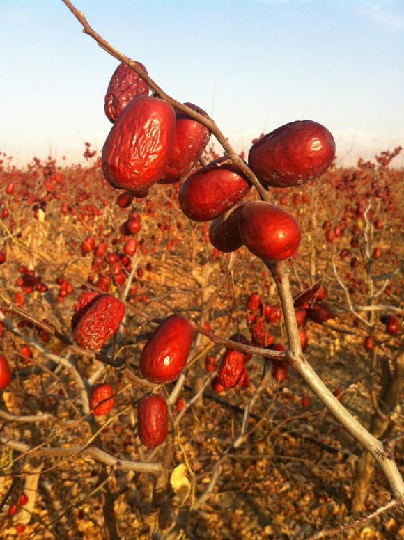 ‘Junzao’ jujube in Xinjiang, China. Image credit: Xingang Li.