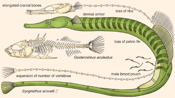 A cartoon representation of key derived traits in pipefishes and their relatives. Syngnathid fishes such as the gulf pipefish (Syngnathus scovelli) have increased numbers of vertebrae and an elongated head, are missing pelvic fins and ribs, and have an evolutionarily novel structure, the male brood pouch. Shown for comparison is the axial skeleton of a percomorph with more typical morphology, a threespine stickleback. Note that not all derived syngnathid skeletal features are depicted in this cartoon. Image credit: C. M. Small et al, doi: 10.1186/s13059-016-1126-6.