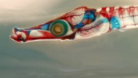 The bony armor on the body of this gulf pipefish, raised in the lab of Prof. Cresko, is not yet well ossified and appears mostly transparent; bones are stained red; cartilage is stained blue. Image credit: Mark Currey.