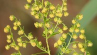 Artemisinin is derived from the sweet wormwood (Artemisia annua) and is highly effective against drug-resistant malaria. Image credit: Kristian Peters / CC BY-SA 3.0.