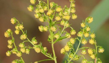 Artemisinin is derived from the sweet wormwood (Artemisia annua) and is highly effective against drug-resistant malaria. Image credit: Kristian Peters / CC BY-SA 3.0.