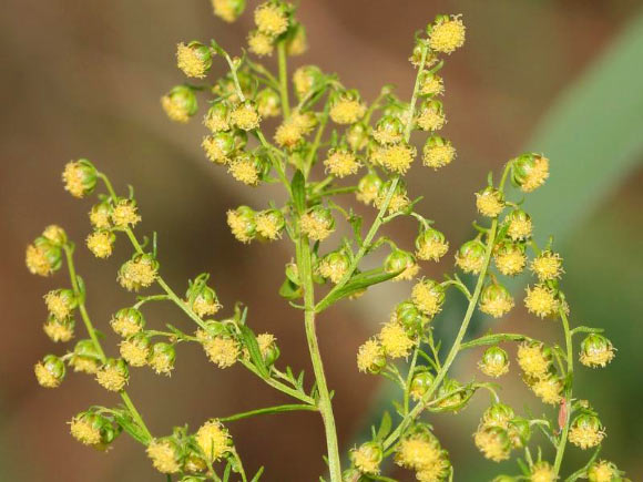 Artemisinin is derived from the sweet wormwood (Artemisia annua) and is highly effective against drug-resistant malaria. Image credit: Kristian Peters / CC BY-SA 3.0.