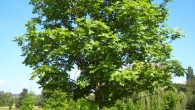 The ash tree (Fraxinus excelsior) is one of Europe’s largest native deciduous trees. Image credit: Matthieu Sontag / CC-BY-SA.