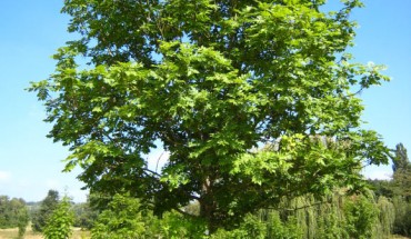 The ash tree (Fraxinus excelsior) is one of Europe’s largest native deciduous trees. Image credit: Matthieu Sontag / CC-BY-SA.