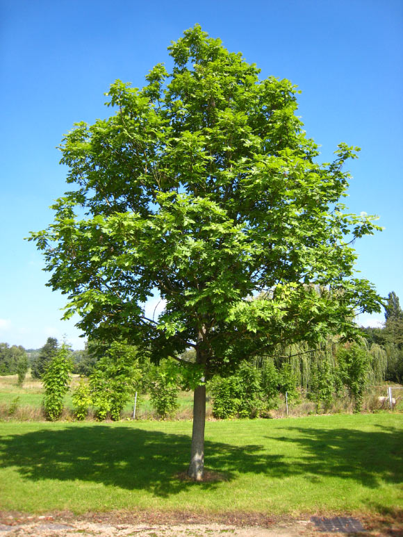 The ash tree (Fraxinus excelsior) is one of Europe’s largest native deciduous trees. Image credit: Matthieu Sontag / CC-BY-SA.