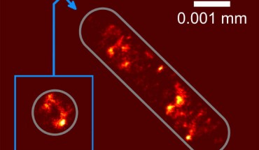 Picture of the distribution of the genetic information in an E. coli cell. Image credit: University of Bielefeld.