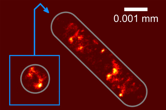 Picture of the distribution of the genetic information in an E. coli cell. Image credit: University of Bielefeld.