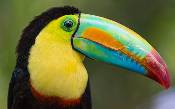 Toucan. Image credit: Tambako the Jaguar / CC BY-ND 2.0.