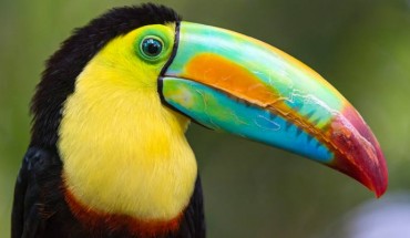Toucan. Image credit: Tambako the Jaguar / CC BY-ND 2.0.