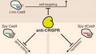 Four newly identified CRISPR-Cas9 inhibitor proteins encoded by Listeria monocytogenes prophages prevent Cas9 binding and gene editing in bacteria and human cells, including currently the most widely used Cas9 from Streptococcus pyogenes. Image credit: Benjamin J. Rauch et al, doi: 10.1016/j.cell.2016.12.009.