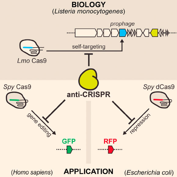 Four newly identified CRISPR-Cas9 inhibitor proteins encoded by Listeria monocytogenes prophages prevent Cas9 binding and gene editing in bacteria and human cells, including currently the most widely used Cas9 from Streptococcus pyogenes. Image credit: Benjamin J. Rauch et al, doi: 10.1016/j.cell.2016.12.009.