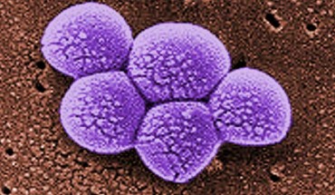 Stephanie M. Reeve et al. identified two plasmid-borne genes that confer high-level resistance to trimethoprim for the first time in MRSA isolates from U.S. hospitals; a series of charged propargyl-linked antifolates overcome this resistance via direct inhibition of the acquired resistance elements. This colorized scanning electron micrograph depicts a grouping of MRSA bacteria. These bacteria are methicillin-resistant, and are from one of the first isolates in the U.S. that showed increased resistance to vancomycin as well. Note the increase in cell wall material seen as clumps on the organisms’ surface. Image credit: Janice Haney Carr / Public Health Image Library / CDC.
